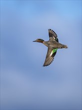 Eurasian Teal, Anas crecca, male in flight on blue sky