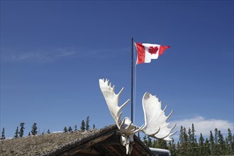 Canadian flag flying over a cabin and antlers, Carcross, Yukon Territory, Canada, North America