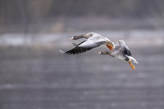 Greater white-fronted geese (Anser albifrons), landing, Emsland, Lower Saxony, Germany, Europe