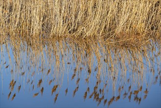 Reeds reflected in the water in the floodplain along the Oder river, Groß Neuendorf, Oderbruch,