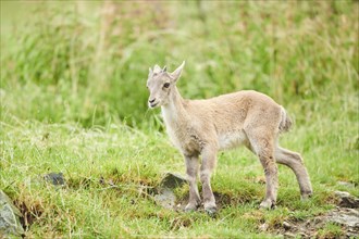 Alpine ibex (Capra ibex) youngster walking on a meadow, wildlife Park Aurach near Kitzbuehl,