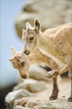 Alpine ibex (Capra ibex) youngsters, standing on a rock, wildlife Park Aurach near Kitzbuehl,