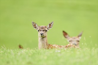 Red deer (Cervus elaphus) fawn on a meadow in the mountains in tirol, herd, Kitzbühel, Wildpark