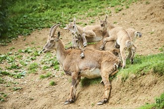 Alpine ibex (Capra ibex) youngsters klimbing on their mother, playing, wildlife Park Aurach near