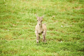 Alpine ibex (Capra ibex) youngster running on a meadow, wildlife Park Aurach near Kitzbuehl,