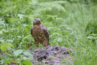 European honey buzzard (Pernis apivorus), Bavaria, Germany, Europe