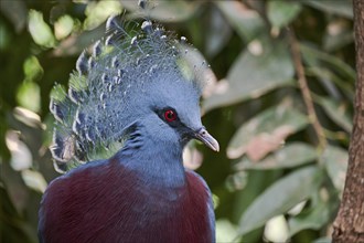 Victoria crowned pigeon (Goura victoria), captive, Lower Saxony, Germany, Europe