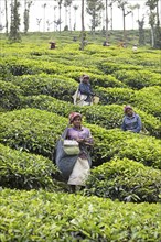 Indian tea pickers on a tea plantation, Thekkady, Kerala, India, Asia