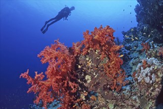 Large red soft coral (Dendronephthya), silhouette of diver in the background, Red Sea, Port Ghalib,