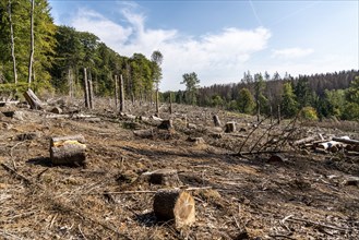 Forest dieback in Arnsberg Forest, northern Sauerland, dead spruce trees, intact deciduous trees,