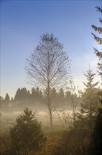 Sunrise with fog, in the Kirchsee Filzen, Kirchseemoor, near Sachsenkam, Tölzer Land, Alpine