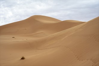 Dunes in the desert with tracks in the sand, Erg Chebbi, Sahara, Merzouga, Morocco, Africa