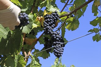 Grape grape harvest: Hand-picking Pinot Noir grapes in the Palatinate (Norbert Groß Winery,