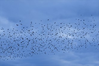 Flock of starlings in flight at dusk