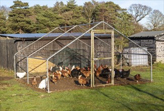 Hens outside in cage area protecting them from predators with access to barn, UK