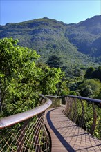 At Boomslang Canopy Trail, Kirstenbosch Tree Canopy Walkway, Kirstenbosch Botanical Gardens, Cape