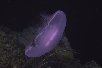 Common jellyfish (Aurelia aurita) at night. Dive site St. Johns Reef, Red Sea, Egypt, Africa