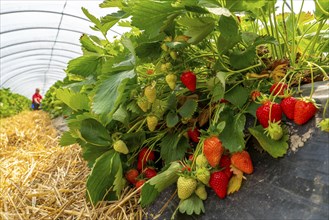 Harvesting strawberries, harvest helper, strawberry cultivation in the open field, under a foil