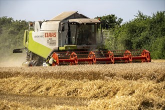 Agriculture, grain harvest, wheat, combine harvester harvesting in a wheat field, near