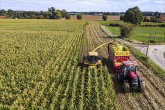 Maize harvest, combine harvester, chopper works its way through a maize field, the silage is pumped