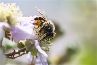 European Honey Bee, Apis mellifera, bee on blackberry flowers