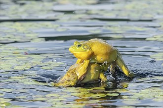 Bull frogs Lithobates catesbeianus. Male bull frogs fighting during the breeding season. La