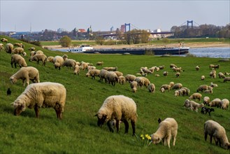 Rhine dyke near Duisburg-Beeckerwerth, flock of sheep, Duisburg, North Rhine-Westphalia, Germany,