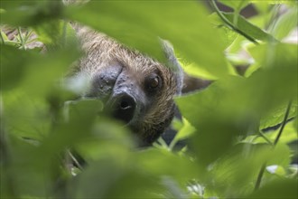 Two-fingered sloth (Choloepus hoffmanni), Walsrode Bird Park, Lower Saxony, Germany, Europe