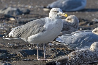 Caspian gull (Larus cachinnans) resting in seagull colony along the North Sea coast in late summer,