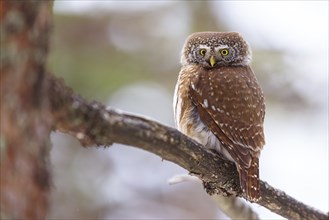 Pygmy owl (Glaucidium passerinum), Luce, Mountain area, Luce, Styria, Slovenia, Europe