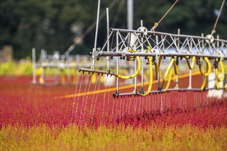 Automatic irrigation on an outdoor area of a horticultural business, autumn plants, heather plants,