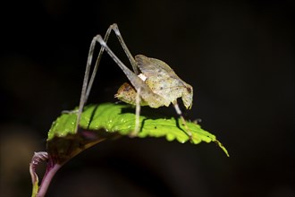 Sickle-winged grasshopper (Phaneropterinae) sitting on a leaf, at night in the tropical rainforest,