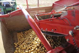 Farmer Hartmut Magin from Mutterstadt harvesting early potatoes in the Palatinate (Mutterstadt,