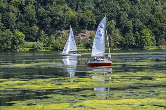 Green carpet of plants on Lake Baldeney in Essen, proliferating aquatic plant Elodea, waterweed, an