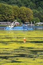 Mowing boat Nimmersatt, of the Ruhrverband, tries to keep the green plant carpet on the Lake