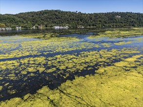 Waterweed, Elodea, an invasive species, green carpet of plants on Lake Baldeney in Essen, the