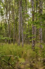 Densely standing tree trunks create a gloomy atmosphere in the forest, Calw, Black Forest, Germany,