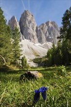 Gentian, Odle peaks, Val di Funes, Sass Rigais, Dolomites, South Tyrol, Italy, Europe