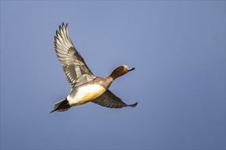 Eurasian Wigeon, (Mareca penelope) male in flight over marshes