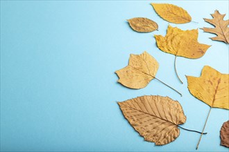 Composition with yellow and brown autumn leaves on blue pastel background. flat lay, top view,