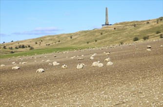 Sheep grazing near Lansdowne monument, Cherhill, Wiltshire, England, UK