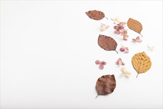 Composition with yellow and brown beech autumn leaves and hydrangea flowers, mockup on white