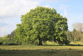 Large single oak tree in Spring, Methersgate, Sutton, Suffolk, England, UK