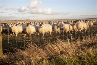 Flock of sheep grazing on drained marshland fields at Gedgrave, Suffolk, England, United Kingdom,