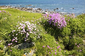 sea thrift (Armeria maritima), in flower, Lowland Point, Lizard Peninsula, Cornwall, England, UK