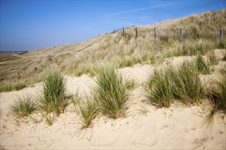 Marram grass growing on landward side of sand dunes, Horsey, Norfolk, England, United Kingdom,