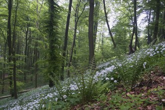 Ramson (Allium ursinum), North Rhine-Westphalia, Germany, Europe