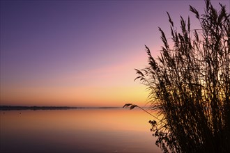 Sunset at Lake Dümmer, lake, silence, vastness, night, mysterious, Lembruch, Lower Saxony, Germany,