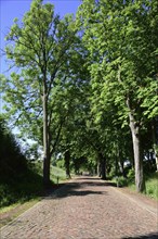 Europe, Germany, Mecklenburg-Western Pomerania, old avenue with cobblestones near Kaarz, Kaarz,