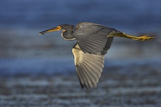 Tricolored heron (Egretta tricolor), foraging, Viera Wetlands, Sanibel Island, Florida, USA, North